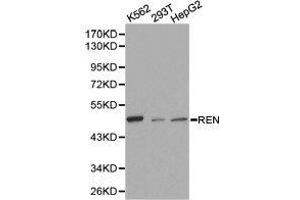 Western Blotting (WB) image for anti-Renin (REN) antibody (ABIN1874587) (Renin antibody)