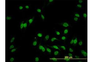 Image no. 3 for anti-Hairy/enhancer-of-Split Related with YRPW Motif-Like (HEYL) (AA 221-327) antibody (ABIN599209) (HEYL antibody  (AA 221-327))