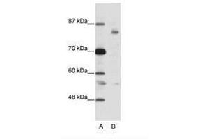 Image no. 1 for anti-Leucine-Zipper-Like Transcription Regulator 1 (LZTR1) (AA 750-799) antibody (ABIN202933) (LZTR1 antibody  (AA 750-799))