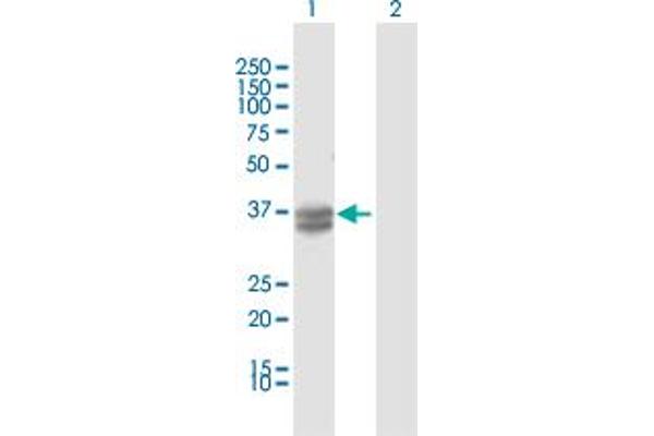 INHBE antibody  (AA 1-350)