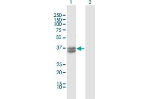 Western Blot analysis of INHBE expression in transfected 293T cell line by INHBE MaxPab polyclonal antibody.