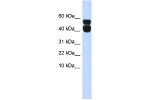 P2RX4 antibody used at 1 ug/ml to detect target protein.
