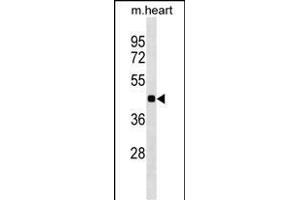 HHEX Antibody (C-term) (ABIN1536923 and ABIN2849944) western blot analysis in mouse heart tissue lysates (35 μg/lane).