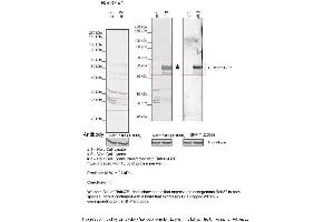 Sample Type: 1. (RAB37 antibody  (Middle Region))
