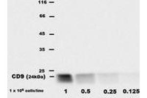 Western Blotting (WB) image for anti-CD9 (CD9) antibody (Biotin) (ABIN1106604) (CD9 antibody  (Biotin))