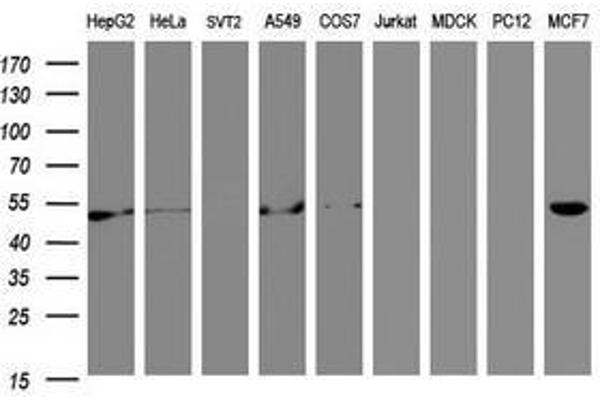 SELENBP1 antibody