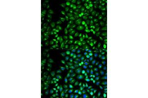 Immunofluorescence analysis of U2OS cell using GRM3 antibody. (Metabotropic Glutamate Receptor 3 antibody  (AA 23-170))