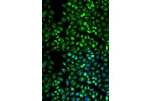 Immunofluorescence analysis of U2OS cell using GRM3 antibody. (Metabotropic Glutamate Receptor 3 antibody  (AA 23-170))