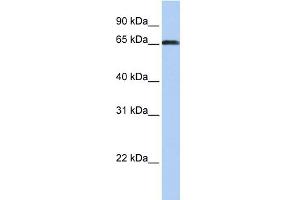 WB Suggested Anti-ZXDC Antibody Titration:  0.