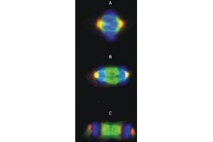 Immunofluorescence staining of microtubular networks in NIH/3T3 mouse fibroblasts. (TUBG1 antibody  (C-Term))