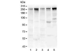 Western blot testing of 1) rat lung, 2) mouse lung, 3) human U-87 MG, 4) human MDA-MB-231 and 5) human HepG2 lysate with Talin 1 antibody.
