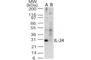 Image no. 1 for anti-Interleukin 24 (IL24) (AA 100-150) antibody (ABIN302672)