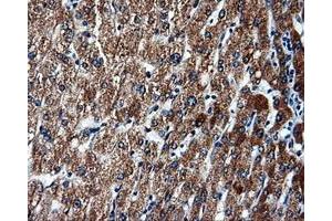 Immunohistochemical staining of paraffin-embedded liver tissue using anti-FAHD2Amouse monoclonal antibody. (FAHD2A antibody)