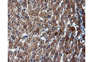 Immunohistochemical staining of paraffin-embedded liver tissue using anti-FAHD2Amouse monoclonal antibody.