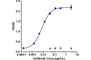 Immobilized human ALCAM His at 2 μg/mL can bind Anti-SIRPg / CD172g Reference Antibody (KWAR23), EC50=0.