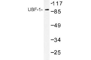 Image no. 1 for anti-Upstream Binding Transcription Factor, RNA Polymerase I (UBTF) antibody (ABIN272172) (UBTF antibody)