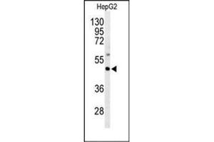 Western blot analysis of GNAZ Antibody (N-term) in HepG2 cell line lysates (35ug/lane). (GNaZ antibody  (N-Term))