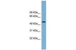 Image no. 1 for anti-Ring Finger Protein 44 (RNF44) (AA 107-156) antibody (ABIN6743163) (RNF44 antibody  (AA 107-156))