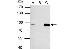 Immunoprecipitation (IP) image for anti-Minichromosome Maintenance Complex Component 7 (MCM7) antibody (ABIN2856749)