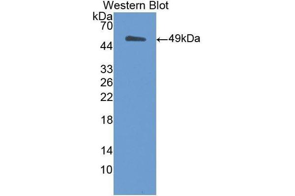 MSE Antikörper  (AA 3-434)