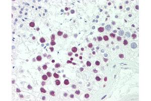 Anti-SRP54 antibody IHC staining of human testis. (SRP54 antibody  (AA 346-374))