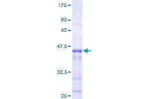 STK26/MST4 Protein (AA 1-137) (GST tag)