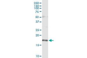 Immunoprecipitation of TSC22D1 transfected lysate using anti-TSC22D1 MaxPab rabbit polyclonal antibody and Protein A Magnetic Bead , and immunoblotted with TSC22D1 purified MaxPab mouse polyclonal antibody (B01P) . (TSC22D1 antibody  (AA 1-144))