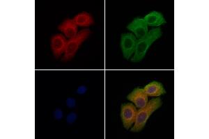 ABIN7094609 and ABIN7098659 staining Hela cells by IF/ICC.