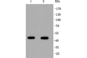 Lane 1: PC-12 Cell lysates, Lane 2: Jurkat Cell lysates, probed with IRF1 (3G7) Monoclonal Antibody  at 1:1000 overnight at 4˚C.