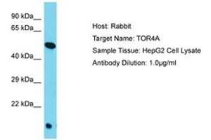 Image no. 1 for anti-Torsin Family 4, Member A (TOR4A) (AA 223-272) antibody (ABIN6750547) (TOR4A antibody  (AA 223-272))
