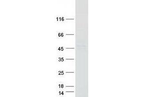 WDR69 Protein (Myc-DYKDDDDK Tag)