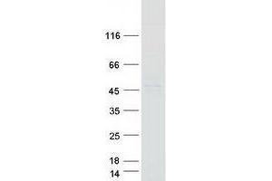 Validation with Western Blot (WDR69 Protein (Myc-DYKDDDDK Tag))