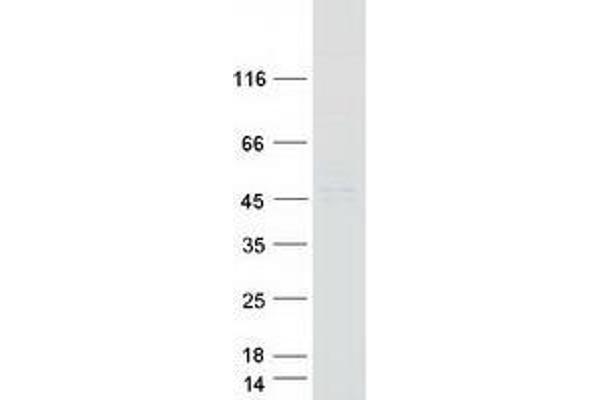 WDR69 Protein (Myc-DYKDDDDK Tag)