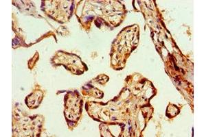 Immunohistochemistry of paraffin-embedded human placenta tissue using ABIN7153591 at dilution of 1:100 (Connexin 43/GJA1 antibody  (AA 233-382))