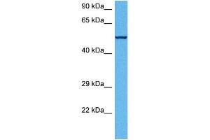 Host:  Rabbit  Target Name:  ATP5B  Sample Tissue:  Mouse Skeletal Muscle  Antibody Dilution:  1ug/ml (ATP5B antibody  (C-Term))