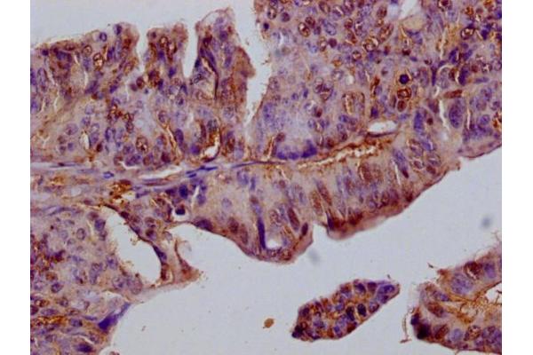 FIL1L antibody  (AA 1-200)
