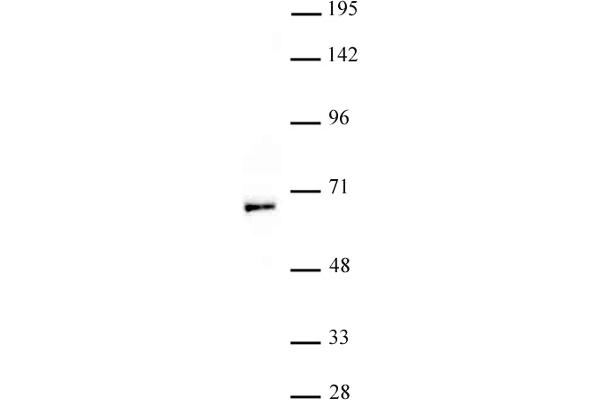 MYST1 antibody  (N-Term)
