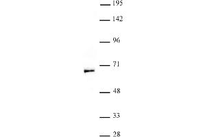 MYST1 抗体  (N-Term)