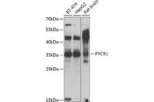 Western blot analysis of extracts of various cell lines, using PYCR1 antibody (ABIN6133043, ABIN6146517, ABIN6146519 and ABIN6217304) at 1:1000 dilution. (PYCR1 antibody  (AA 1-319))