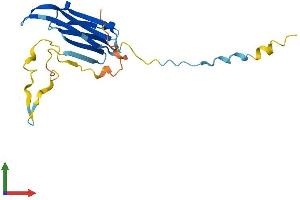AlphaFold protein structure predicition of Human Recombinant HSPB2 Protein, UniprotID Q16082 (HSPB2 Protein (AA 1-182) (His tag))