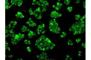 Image no. 21 for anti-P450 (Cytochrome) Oxidoreductase (POR) antibody (ABIN1497746) (POR antibody)