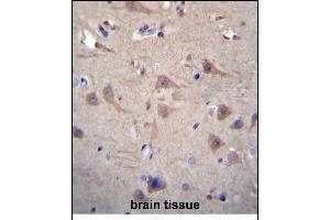 CCT8 Antibody (C-term) (ABIN656431 and ABIN2845721) immunohistochemistry analysis in formalin fixed and paraffin embedded human brain tissue followed by peroxidase conjugation of the secondary antibody and DAB staining.