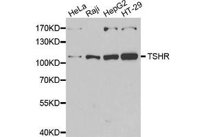 Western blot analysis of extracts of various cell lines, using TSHR antibody. (TSH receptor antibody)