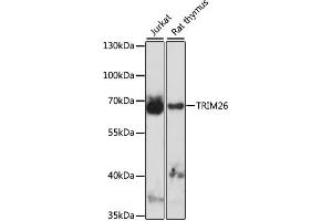 Western blot analysis of extracts of various cell lines, using TRIM26 antibody (ABIN7270985) at 1:1000 dilution. (TRIM26 antibody  (AA 1-300))
