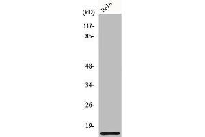 Western Blot analysis of 293 cells using COX17 Polyclonal Antibody (COX17 antibody  (N-Term))