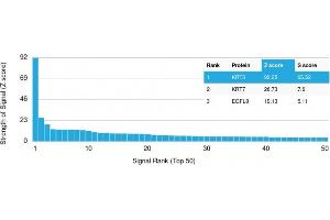 Analysis of Protein Array containing more than 19,000 full-length human proteins using Cytokeratin 3 Mouse Monoclonal Antibody (KRT3/2130). (Keratin 3 antibody)