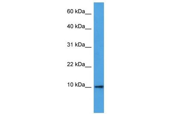 DEFB4A antibody  (N-Term)