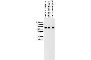 Adult rat brain membrane immunoblot. (WASF1 antibody  (AA 477-498))