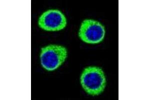 Confocal immunofluorescent analysis of CPSF3L  Antibody  with U-251MG cell followed by Alexa Fluor 488-conjugated goat anti-rabbit lgG (green). (CPSF3L antibody  (N-Term))