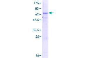Tetratricopeptide Repeat Domain 23-Like (TTC23L) (AA 1-361) protein (GST tag)
